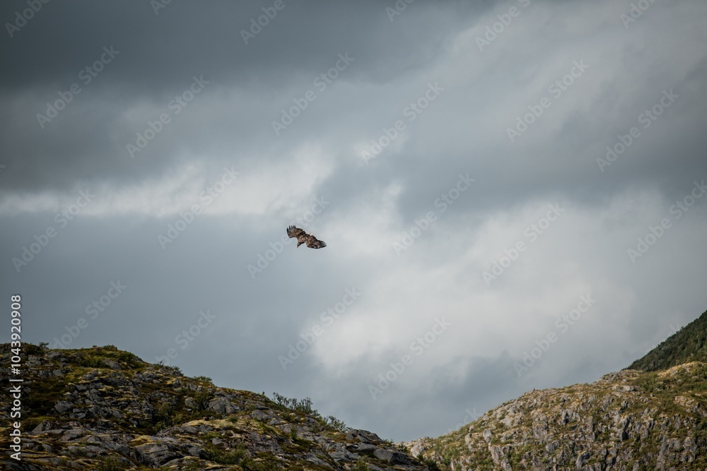Eagle soaring over rocky landscape under cloudy sky.