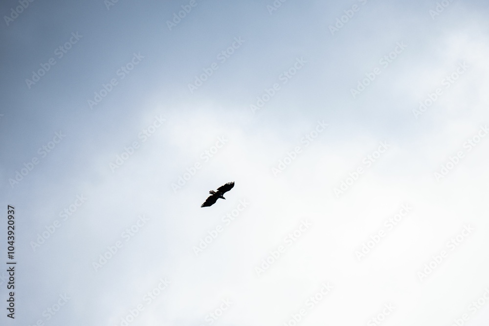 Eagle soaring in a cloudy sky Eagle soaring in a cloudy sky