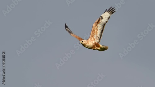 long-legged buzzard in flight