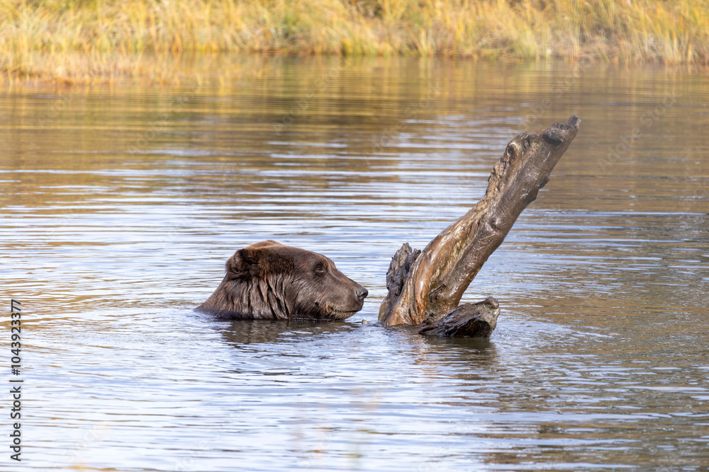 Fototapeta premium Brown Grizzly Bear Swimming Plays in Water