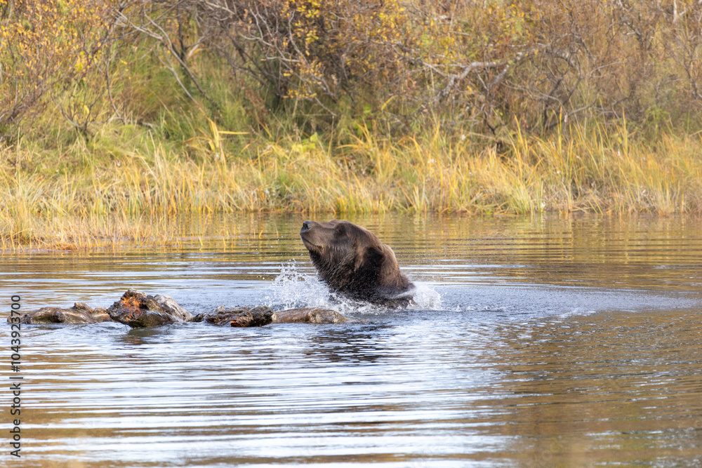 Fototapeta premium Brown Grizzly Bear Swimming Plays in Water