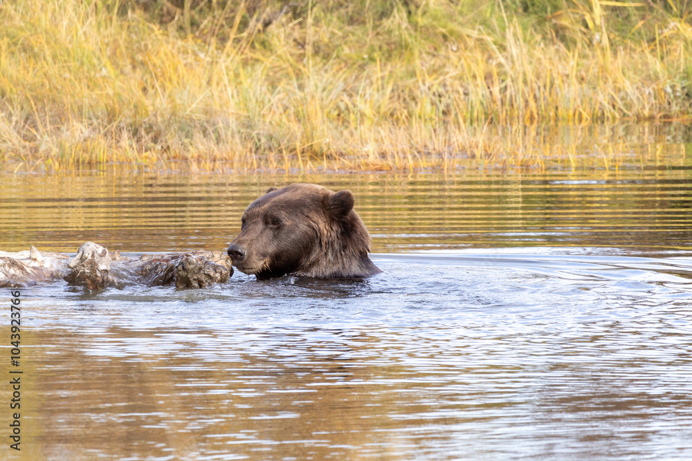 Brown Grizzly Bear Swimming Plays in Water Brown Grizzly Bear Swimming Plays in Water
