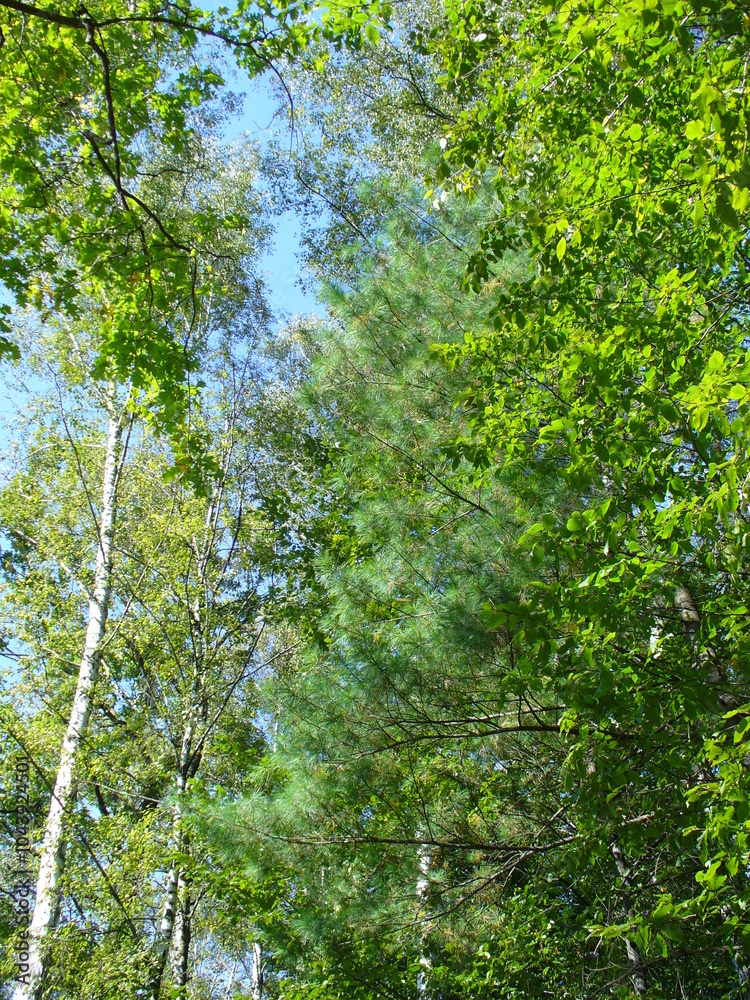 Fototapeta premium Deciduous trees and branches with green leaves in forest and pine tree - natural background. Topics: natural environment, season, flora, forestry, ecology