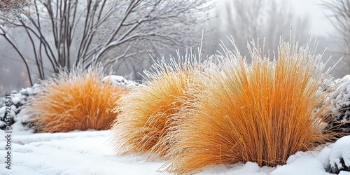  Frost-covered ornamental grasses stand vibrant against a snowy landscape, bringing warmth to the winter scene with their golden hues.