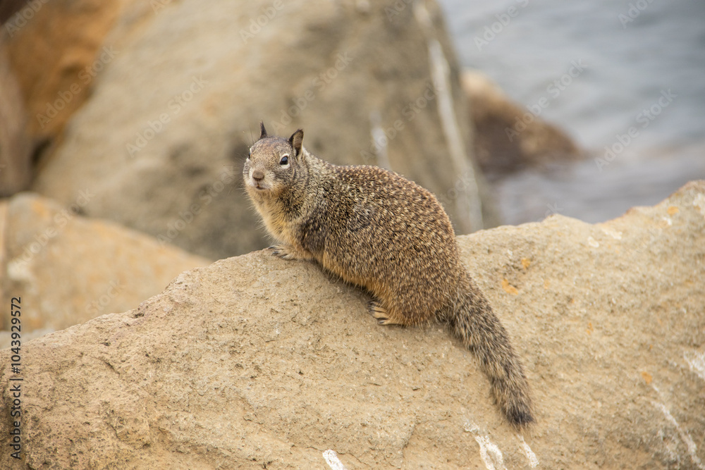 Streifenhörnchen am Strand von Morro Bay Streifenhörnchen am Strand von Morro Bay