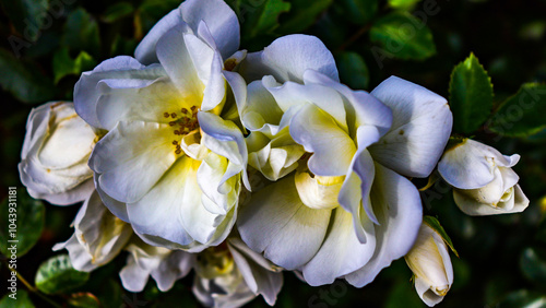 close up of a white flower