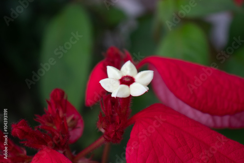 red and white flower