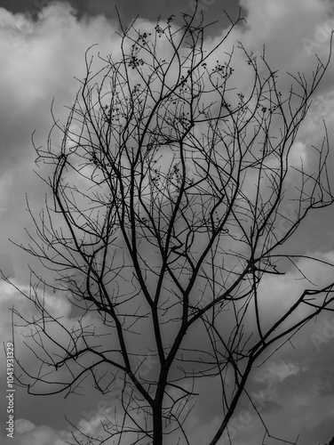 silhouette of a tree