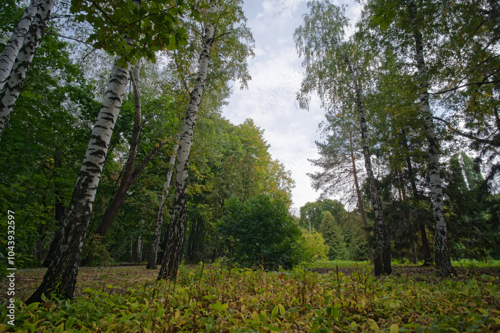 Fototapeta premium The sky through the light and the trees at a wide angle in the forest
