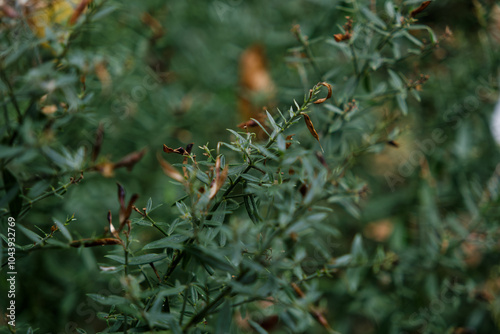spider web with dew drops