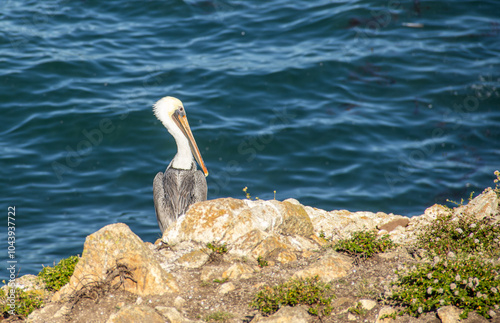 Pelikan am Point Lobos State Park photo