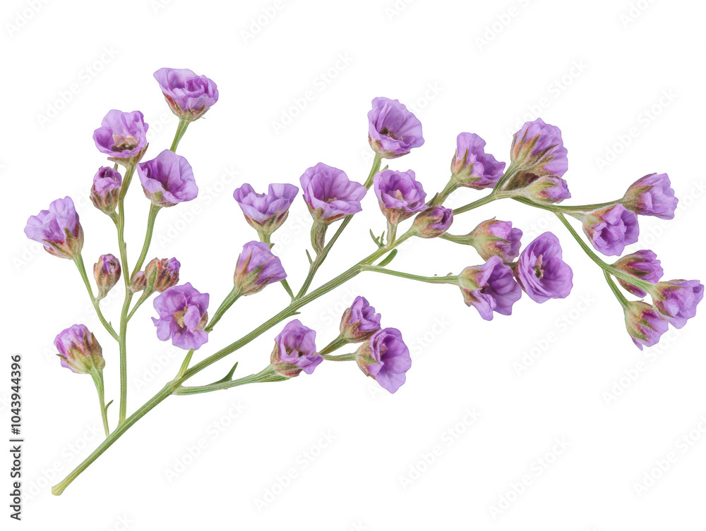 Delicate purple flowers on a thin green stem, isolated on a white background. Delicate purple flowers on a thin green stem, isolated on a white background.