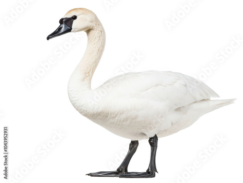 Elegant swan standing gracefully on a clear white background. photo