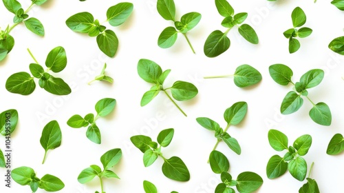 Green Leaves Pattern: Fresh Herbs on White Background