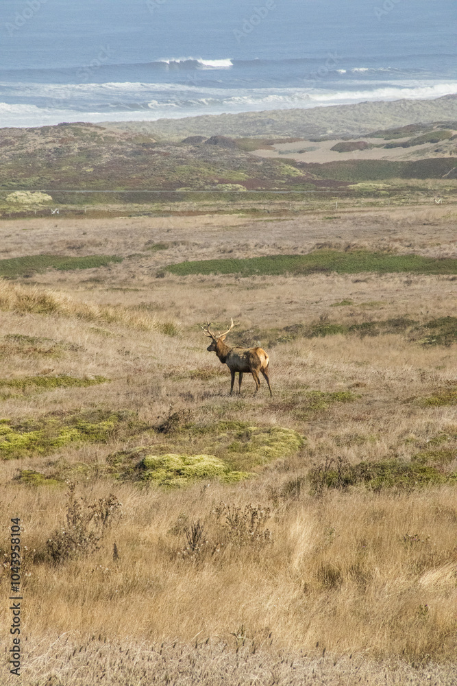 Naklejka premium Hirsch vor der Pazifikküste am Point Reyes
