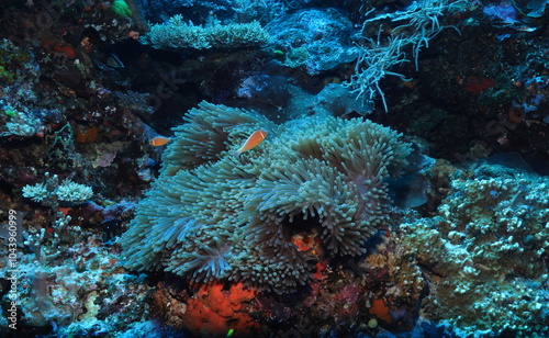 clownfish in a anemone photo