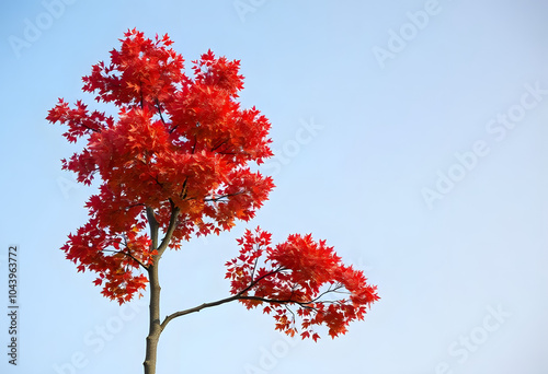 red maple tree