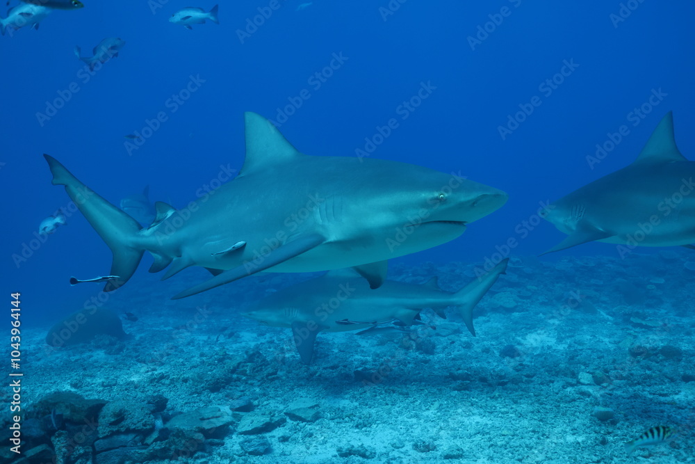 bull shark bull shark