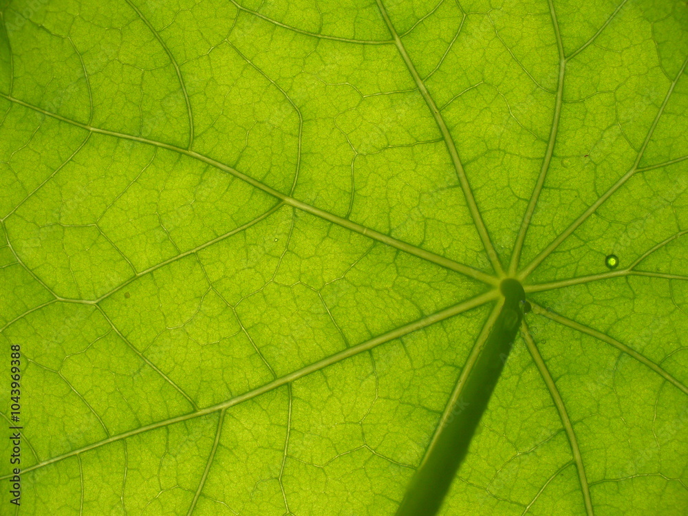 Obraz premium Fresh green leaf texture of plant Tropaeolum, Nasturtium - natural background, close-up shot. Topics: vegetation, pattern, natural environment, season, macro, flora, botany, ecology