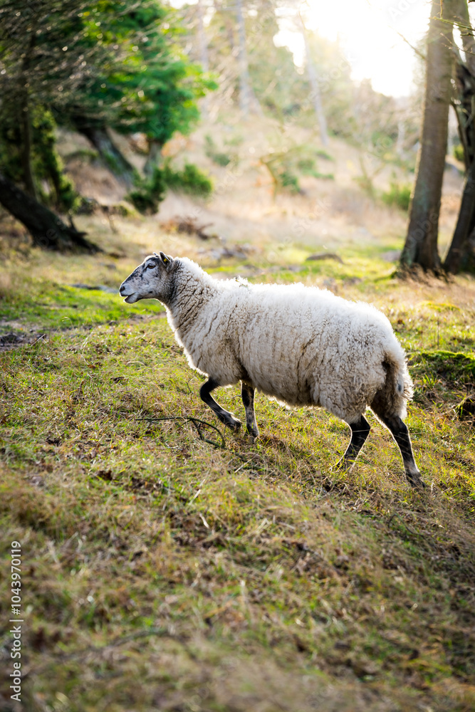 Obraz premium Sheep in the field.