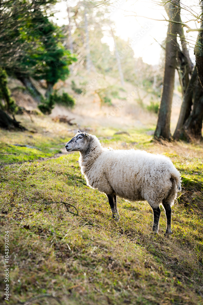 Fototapeta premium Sheep on an autumn day.