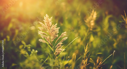 golden wheat field