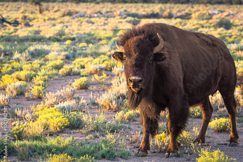 American bison buffalo on the prairie in golden hour light.