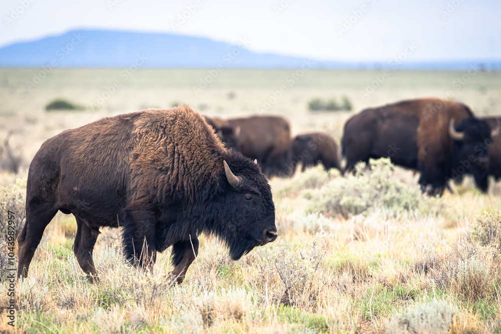 American bison buffalo on the prairie. American bison buffalo on the prairie.