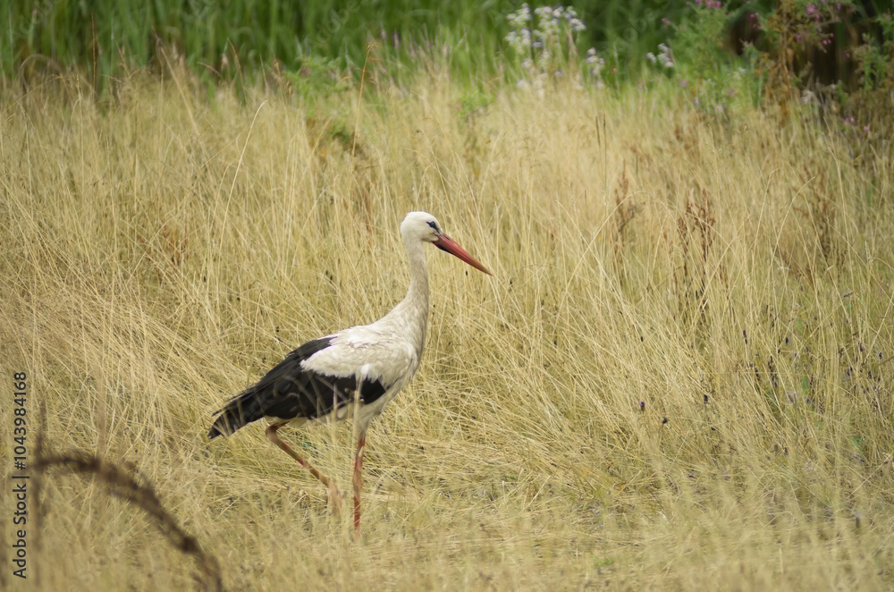 Fototapeta premium white stork ciconia