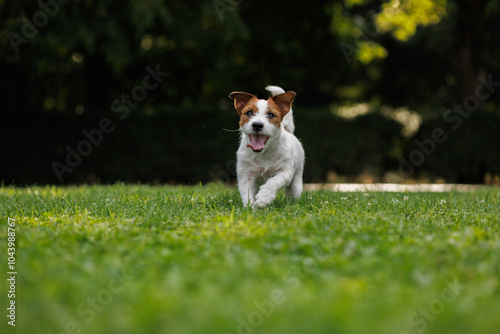 dog of the Jack Russell Terrier runs through the green grass in the park. animal training.