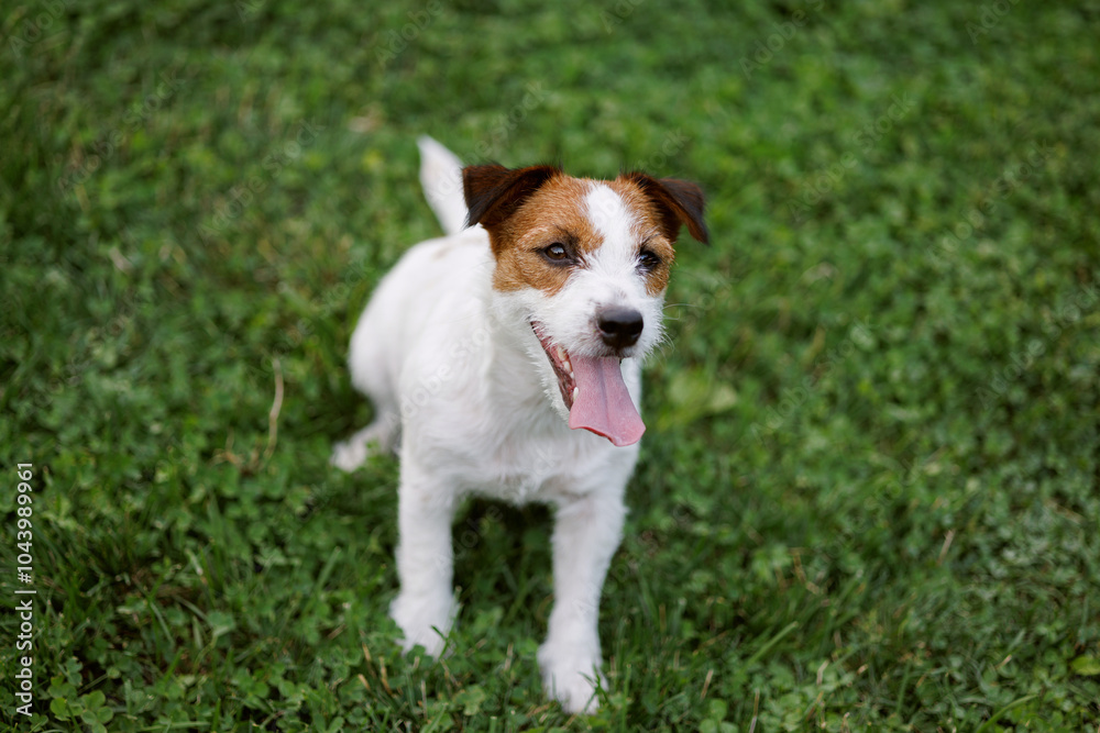 dog of the Jack Russell Terrier breed in the park on the green grass at sunset. dog of the Jack Russell Terrier breed in the park on the green grass at sunset.