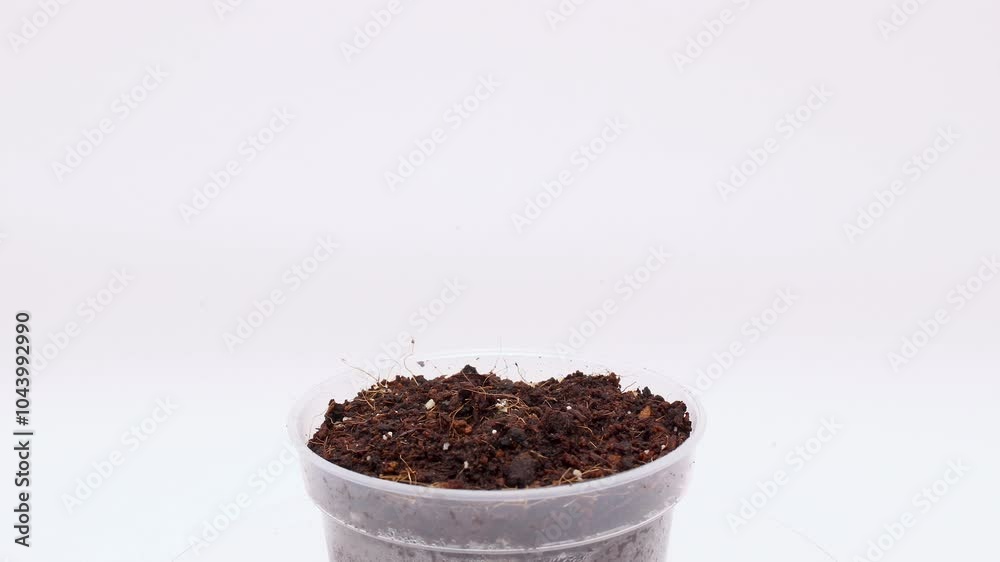 Time lapse and close up of black eyed pea germinating or sprouting in small pot of soil placed in lightbox under controlled lighting conditions and against white background Time lapse and close up of black eyed pea germinating or sprouting in small pot of soil placed in lightbox under controlled lighting conditions and against white background