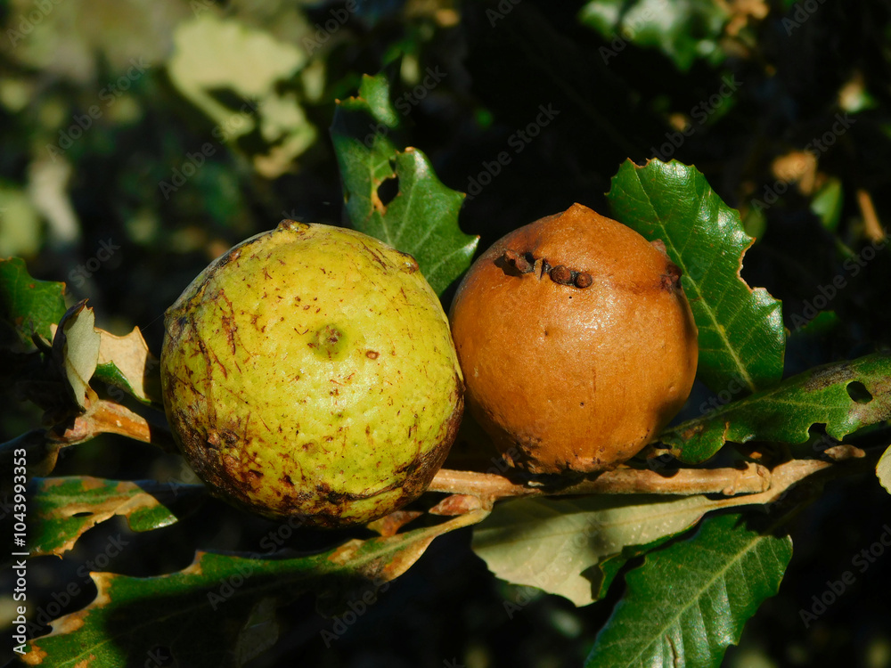 Fototapeta premium Galls, barbells or cecidia are tumor-like structures induced by insects