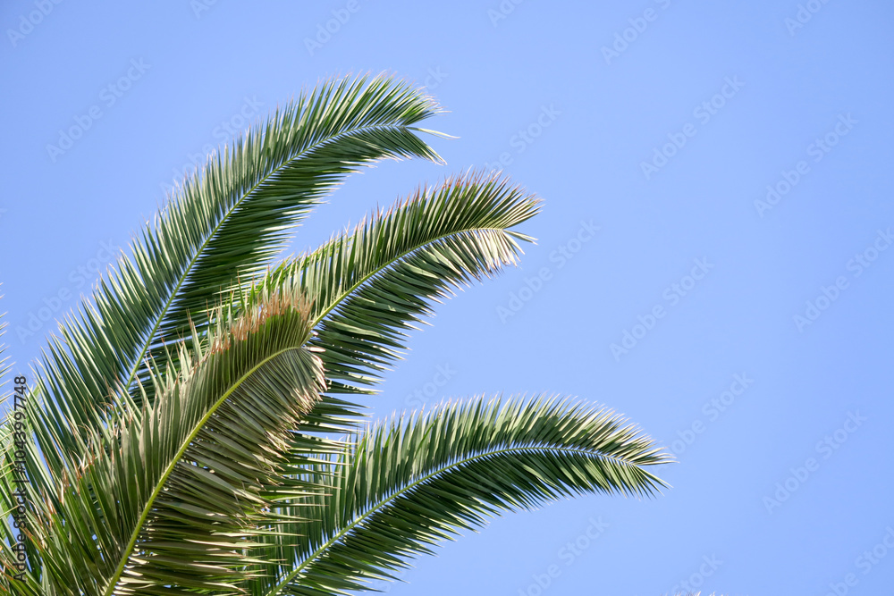 frame for decoration with palm and coconut leaves frame for decoration with palm and coconut leaves