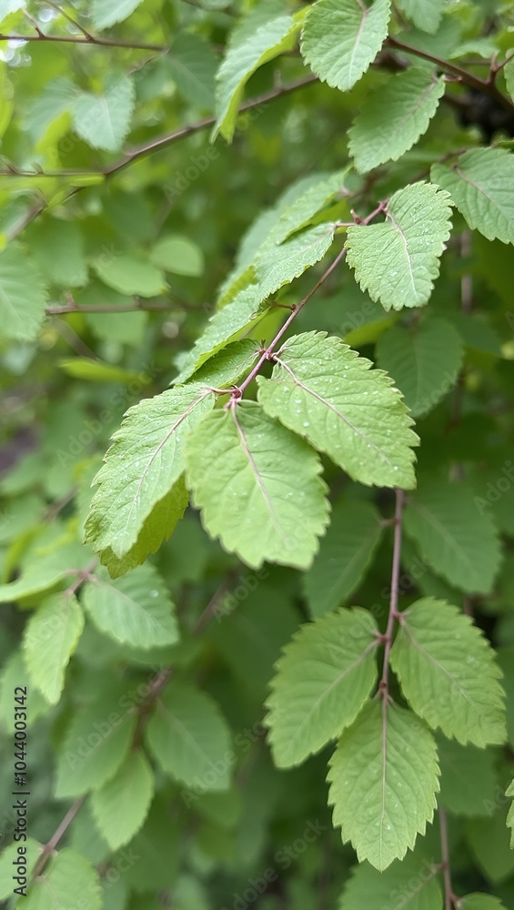 Delicate aspen leaves creating a fresh spring scene Delicate aspen leaves creating a fresh spring scene