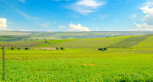 Bild auf Leinwand A field with green alfalfa and blue sky. Wide photo.