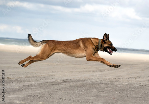 Running belgian malinois