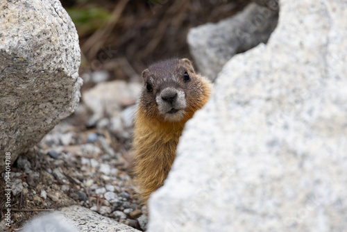 Cute little marmot between rocks