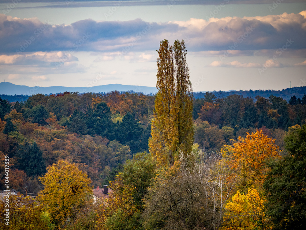 Fototapeta premium Herbstlich gefärbte Bäume im Mischwald