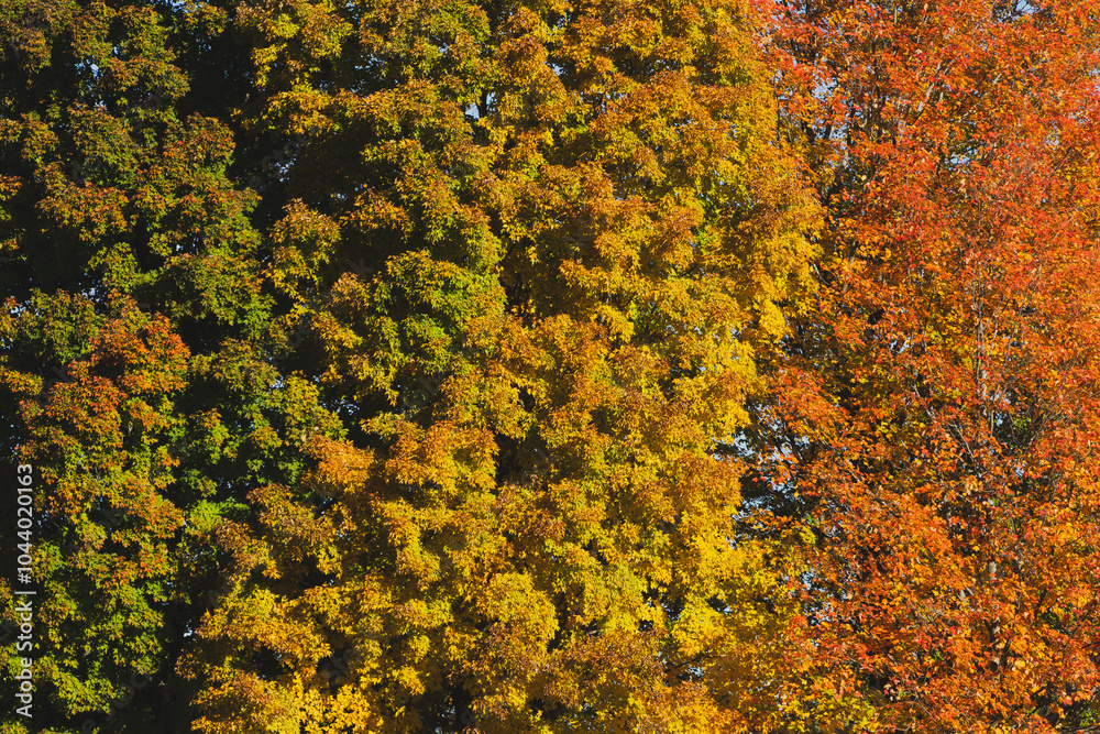 Large tree with gradient of fall colors. Large tree with gradient of fall colors.