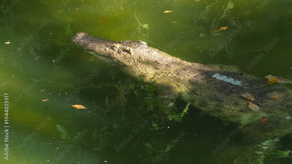 Crocodile swimming in clear green water, showcasing natural habitat and behavior. Wildlife and Nature