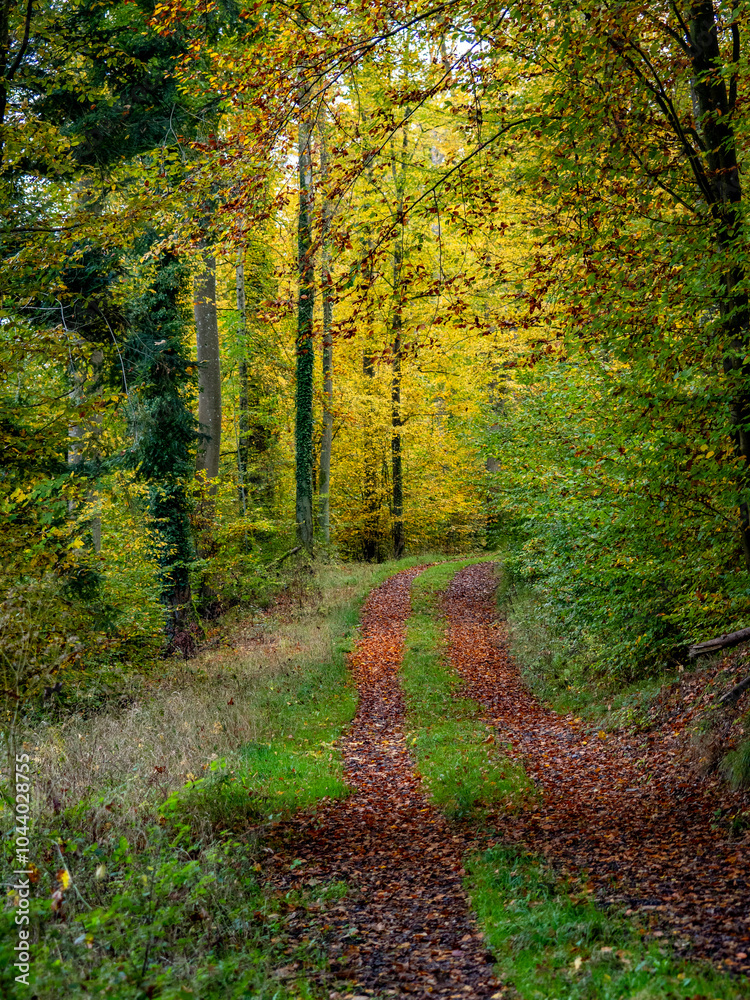 Obraz premium Waldweg im Herbst