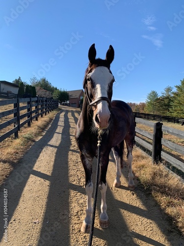 horse in sun