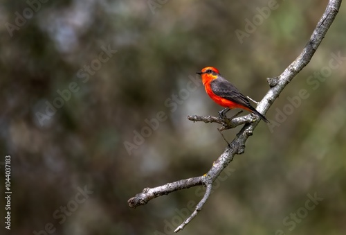 Vermillion flycatcher fully red and isolated on a bare twig looking stunning!