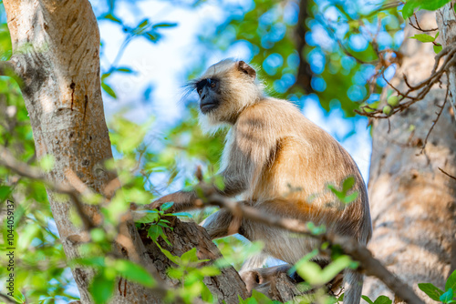 langoor