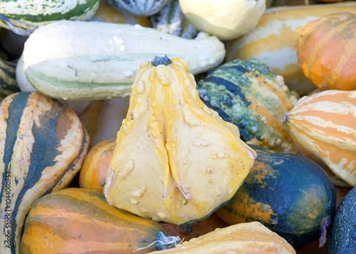 Top view flat lay of many shapes and sizes autumn gourds in various color combinations. Popular holiday decoration.