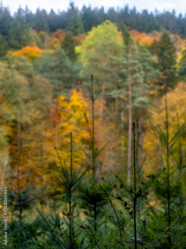 Wiederaufforstung nach Abholzung im Mischwald