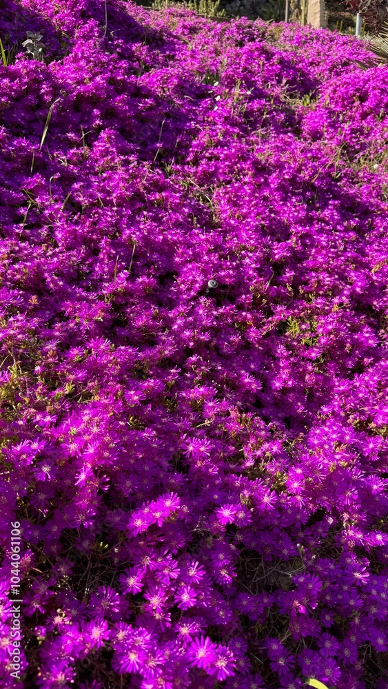 background of flowers background of flowers