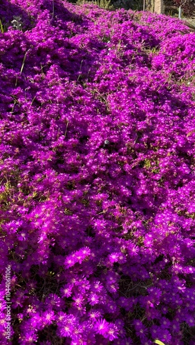 background of flowers