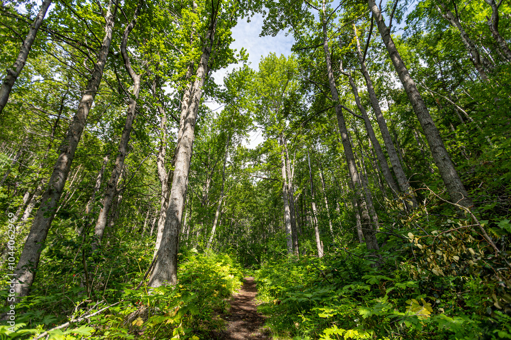 Anchorage Alaska Forest, Dense Trees, Biodiversity in Alaska Anchorage Alaska Forest, Dense Trees, Biodiversity in Alaska